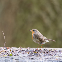 European Robinat the ground