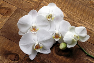 Fototapeta na wymiar Orchidea bianca