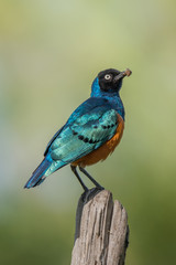 Superb starling carrying worm perched on fencepost
