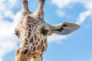 niedliche Giraffe