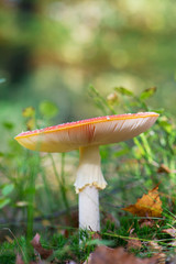 Fly Amanita