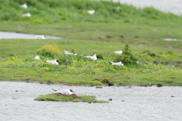 Colony black-headed sea-gulls