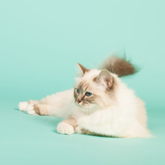 Fototapeta premium Birman cat