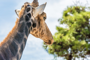 Fototapeta premium Giraffe auf dem Weg zum Fressen