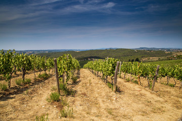 Fototapeta na wymiar Tuscan winemaking