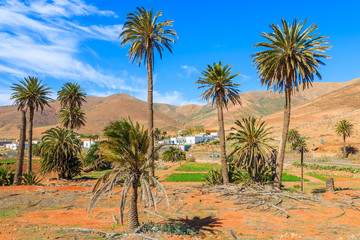 Palm trees on volcanic field with view of mountains near Betancuria village, Fuerteventura, Canary Islands, Spain
