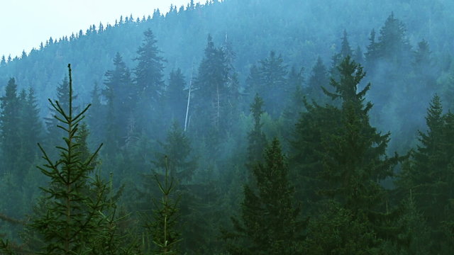 Time lapse of fog rolling in over the hills with pine tree forest