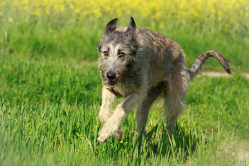 Irish Wolfhound