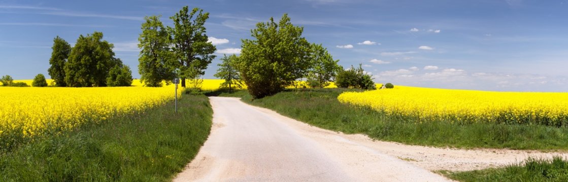 field of rapeseed with rural road