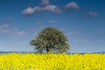 Beautiful tree in yellow rapeseed flower field and blue sky, in