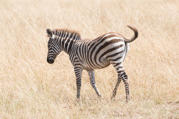 Fototapeta na wymiar Zebra foal crosses savannah flicking its tail