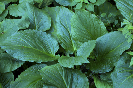 Cluster of dark green skunk cabbage leaves, Chatfield Hollow, Co
