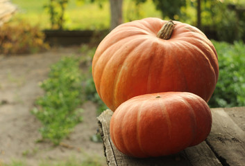 Two gourd close-up on wooden background after harvest