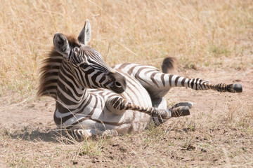 Fototapeta na wymiar Zebra foal rolls in dust on savannah