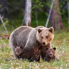 Mother brown bear and her cubs
