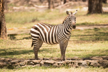 Zebra standing on path looking at camera