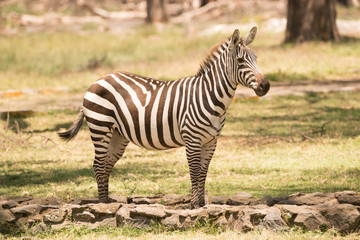 Fototapeta na wymiar Zebra standing on path looking towards camera