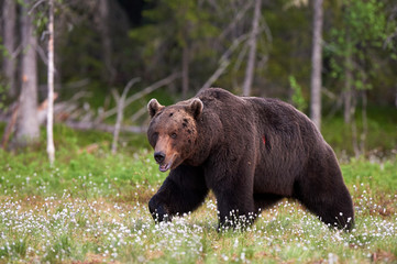 Plakat Brown bear in the forest