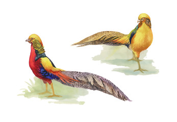 Hand drawn pheasant in the grass and flowers, isolated on white