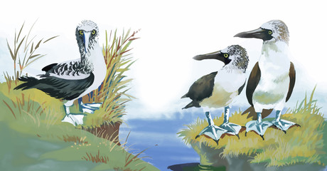 Obraz premium Seagulls flock swimming on pond watercolor vector illustration
