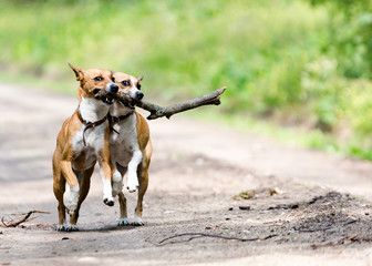 Dogs fetching a stick