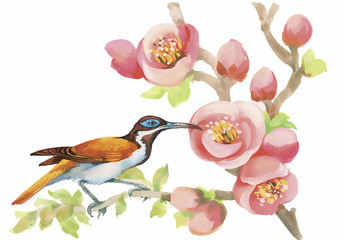 Watercolor wild exotic birds on flowers 