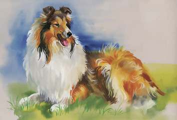 Collie Animal dog watercolor illustration vector