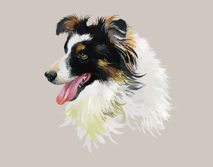 Border Collie Animal dog watercolor illustration isolated on