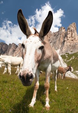 Group of Donkey on mountain in Italien Dolomites