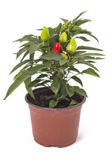 Young and growing bell chili pepper in the pot on white background