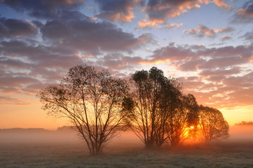 Fototapeta na wymiar Sunrise between trees on a misty meadow