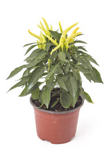 Young and growing yellow chili pepper in the pot on white background