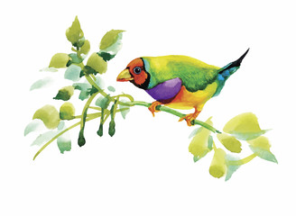 Watercolor wild exotic birds on flowers 