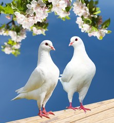 two white pigeon on flowering background