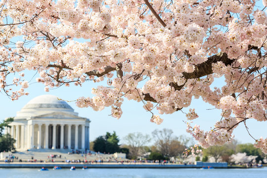 Cherry blossom festival at Thomas Jefferson Memorial in Washingt
