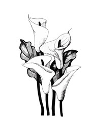 Calla lilly floral, black and white illustration background - obrazy, fototapety, plakaty