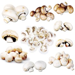 Edible Mushrooms.