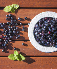 Vaccinium corymbosum