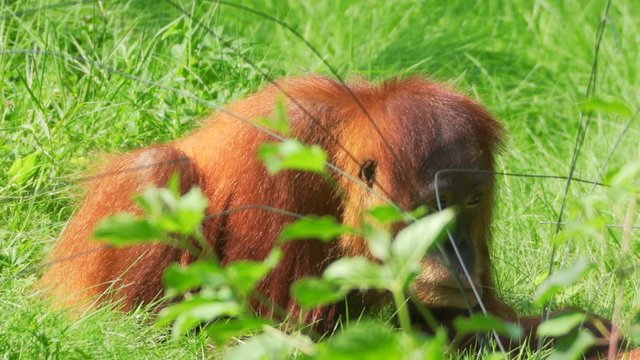 Orang-Utan (Pongo)