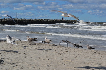 Mewy na plaży © marcingregor