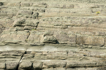 Sea rock surface closeup detail as background