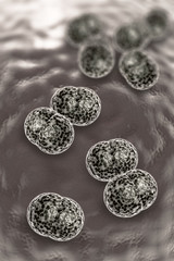 Meningitis Bacteria Infection