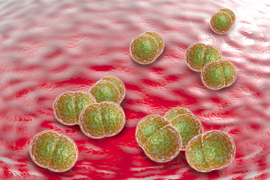 Meningitis Bacteria Infection