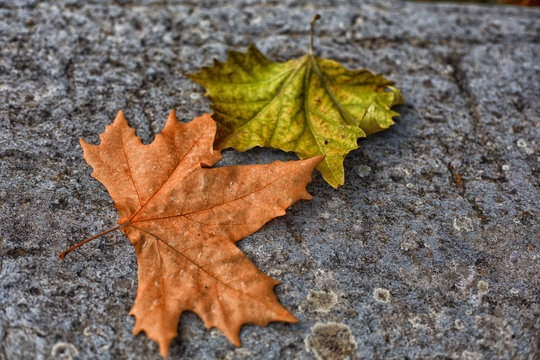 foglie di autunno, platano