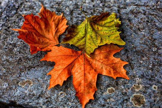 foglie di autunno, platano