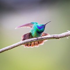 The incredibly beautiful Green Violet Eared Hummingbird in the central mountains of Mexico. This is a rare picture of a medium sized hummingbird that is very elusive and shy and is one special bird. 