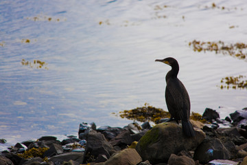 Cormorano