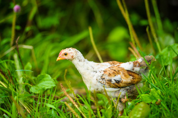 chicken