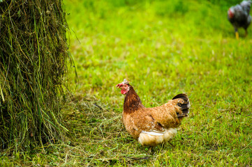 chicken