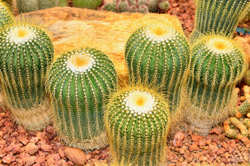 Cactus in the botanical garden.